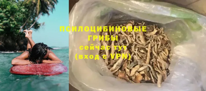 Псилоцибиновые грибы Psilocybine cubensis  Краснозаводск 